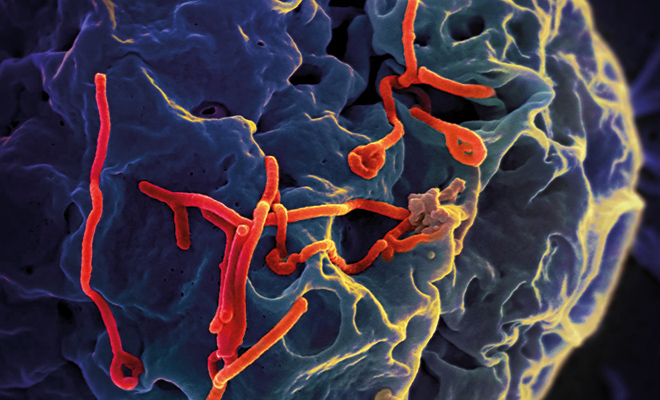 Zuverlässiger Impfstoff gegen Ebola