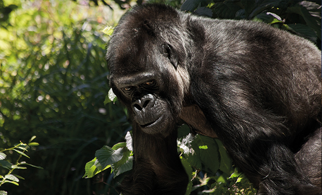 Zoowärter hilft Gorilla bei Trauerbewältigung
