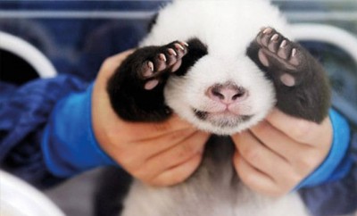 Traumjob Panda-Nanny!