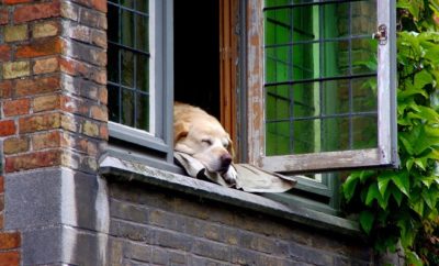 Ein Hund der aus dem Fenster guckt.