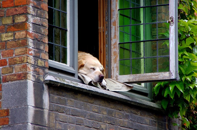 Ein Hund der aus dem Fenster guckt.
