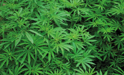 Der Anbau der meisten THC-haltigen Marihuana-Sortem ist in Deutschland strafbar.